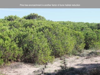 Pine tree encroachment is another factor of dune habitat reduction
 