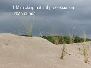 1-Mimicking natural processes on
urban dunes
 