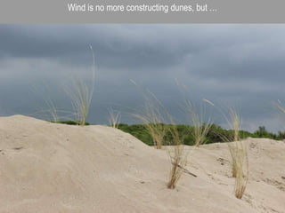 Wind is no more constructing dunes, but …
 