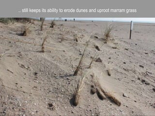 .. still keeps its ability to erode dunes and uproot marram grass
 