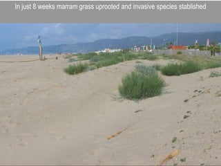 In just 8 weeks marram grass uprooted and invasive species stablished
 