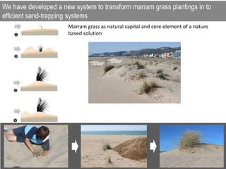 We have developed a new system to transform marram grass plantings in to
efficient sand-trapping systems
Marram grass as natural capital (dune builder)
Marram grass as natural capital and core element of a nature
based solution
 