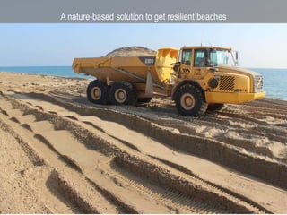A nature-based solution to get resilient beaches
 