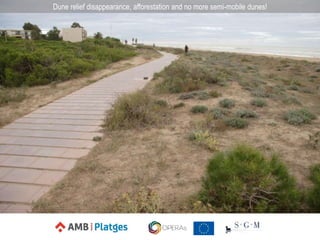 Dune relief disappearance, afforestation and no more semi-mobile dunes!
 