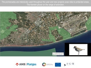 The promenades are intensively used throughout the year and new projects pose risks to protected areas.
The Kentish plover on the verge of extinction.
 
