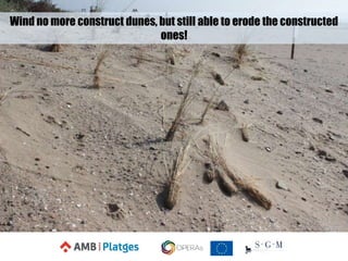 Wind no more construct dunes, but still able to erode the constructed
ones!
 