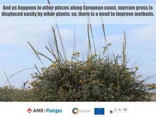 And as happens in other places along European coast, marram grass is
displaced easily by other plants: so, there is a need to improve methods.
 