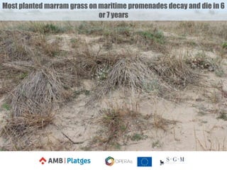 Most planted marram grass on maritime promenades decay and die in 6
or 7 years
 