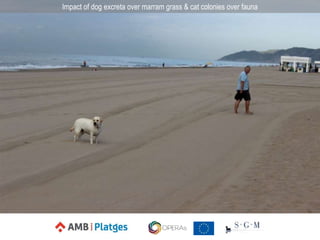 Impact of dog excreta over marram grass & cat colonies over fauna
 