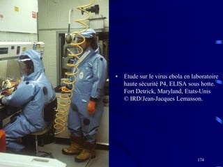 174
• Etude sur le virus ebola en laboratoire
haute sécurité P4, ELISA sous hotte.
Fort Detrick, Maryland, Etats-Unis
© IRD/Jean-Jacques Lemasson.
 
