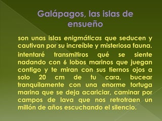 Galápagos, las islas de         ensueñoson unas islas enigmáticas que seducen y cautivan por su increíble y misteriosa fauna.intentaré transmitiros qué se siente nadando con 6 lobos marinos que juegan contigo y te miran con sus tiernos ojos a solo 20 cm de tu cara, bucear tranquilamente con una enorme tortuga marina que se deja acariciar, caminar por campos de lava que nos retrotraen un millón de años escuchando el silencio.