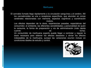Marihuana El cannabis fumado llega rápidamente a la circulación sanguínea y al cerebro. Allí los cannabinoides se une a receptores específicos, que abundan en zonas cerebrales relacionadas con memoria, aspectos cognitivos y coordinación motora. Los efectos dependen de la dosis, experiencias pasadas, expectativas del consumidor, el ambiente, las diferentes sensibilidades y personalidad de quien la consume, la forma de preparación y vía de administración (más rápida cuando se fuma). Un consumidor de marihuana experto puede llegar a controlar y regular la dosis necesaria para obtener los efectos deseados y obviar los efectos indeseables de la marihuana, aunque las variaciones ocurren incluso en condiciones ideales de estudio y control.