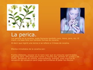 La perica.
Los pericos es la cocaína, suele llamarse también coca, nieve, pera, etc. El
crack y la base libre son también formas de cocaína.
Al decir que ingirió una tercia si se refiere a 3 líneas de cocaína.
Efectos inmediatos de la cocaína son:
Pupilas dilatadas, escozor en la nariz (por que se consume aspirándola),
garganta seca: dificultad para comer y mucha sed, pérdida de apetito y de
sueño. Sensación de euforia, autoconfianza, energía, pues suprime la
sensación de cansancio para luego derrumbarse al pasar los efectos.
 