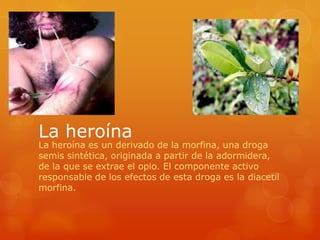 La heroína
La heroína es un derivado de la morfina, una droga
semis sintética, originada a partir de la adormidera,
de la que se extrae el opio. El componente activo
responsable de los efectos de esta droga es la diacetil
morfina.
 