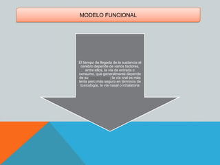 MODELO FUNCIONAL
El tiempo de llegada de la sustancia al
cerebro depende de varios factores,
entre ellos, la vía de entrada o
consumo, que generalmente depende
de su estado físico; la vía oral es más
lenta pero más segura en términos de
toxicología, la vía nasal o inhalatoria
 