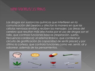 Las drogas son sustancias químicas que interfieren en la
comunicación del cerebro y afectan la manera en que las
células nerviosas envían y reciben los mensajes Las áreas del
cerebro que resultan más afectadas por el uso de drogas son el
tallo, que controla funciones básicas (respiración, sueño,
frecuencia cardiaca); el sistema límbico, que contiene el
circuito de gratificación (la capacidad de sentir placer) y por
último la corteza, que controla funciones como ver, sentir, oír y
saborear, además de los pensamientos.
 