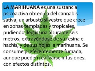 LA MARIHUANA es una sustancia
psicoactiva obtenida del cannabis
sativa, un arbusto silvestre que crece
en zonas templadas y tropicales,
pudiendo llegar una altura de seis
metros, extrayéndose de su resina el
hachís, y de sus hojas la marihuana. Se
consume preferentemente fumada,
aunque pueden realizarse infusiones,
con efectos distintos.
 