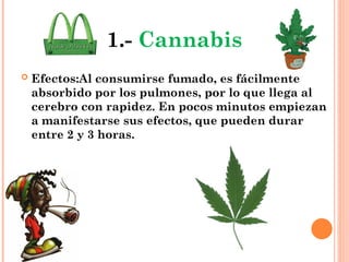 1.- Cannabis
 Efectos:Al consumirse fumado, es fácilmente
absorbido por los pulmones, por lo que llega al
cerebro con rapidez. En pocos minutos empiezan
a manifestarse sus efectos, que pueden durar
entre 2 y 3 horas.
 