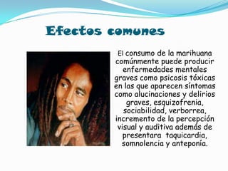 Efectos comunesEl consumo de la marihuana comúnmente puede producir enfermedades mentales graves como psicosis tóxicas en las que aparecen síntomas como alucinaciones y delirios graves, esquizofrenia, sociabilidad, verborrea, incremento de la percepción visual y auditiva además de presentara  taquicardia, somnolencia y anteponía.