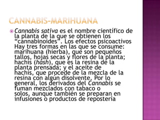  Cannabis sativa es el nombre científico de
 la planta de la que se obtienen los
 “cannabinoides”. Los efectos psicoactivos
 Hay tres formas en las que se consume:
 marihuana (hierba), que son pequeños
 tallos, hojas secas y flores de la planta;
 hachís (hash), que es la resina de la
 planta prensada; y el aceite de
 hachís, que procede de la mezcla de la
 resina con algún disolvente. Por lo
 general, los derivados del Cannabis se
 fuman mezclados con tabaco o
 solos, aunque también se preparan en
 infusiones o productos de repostería
 