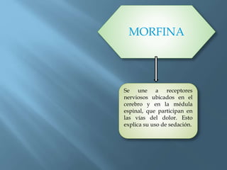 MORFINA
Se une a receptores
nerviosos ubicados en el
cerebro y en la médula
espinal, que participan en
las vías del dolor. Esto
explica su uso de sedación.
 