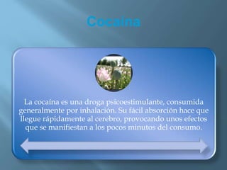 Cocaína
La cocaína es una droga psicoestimulante, consumida
generalmente por inhalación. Su fácil absorción hace que
llegue rápidamente al cerebro, provocando unos efectos
que se manifiestan a los pocos minutos del consumo.
 