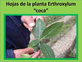Escriba aquí el textoHojas de la planta Erthroxylum “coca”