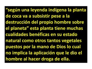 “según una leyenda indígena la planta de coca va a subsistir pese a la destrucción del propio hombre sobre el planeta” esta planta tiene muchas cualidades benéficas en su estado natural como otros tantos vegetales puestos por la mano de Dios lo cual no implica la aplicación que le dio el hombre al hacer droga de ella.   