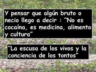 Y pensar que algún bruto o necio llego a decir : “No es cocaína, es medicina, alimento y cultura”“La escusa de los vivos y la conciencia de los tontos”