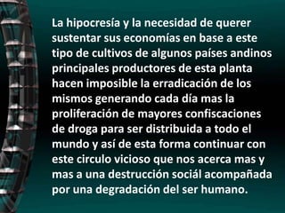 La hipocresía y la necesidad de querer sustentar sus economías en base a este tipo de cultivos de algunos países andinos principales productores de esta planta hacen imposible la erradicación de los mismos generando cada día mas la proliferación de mayores confiscaciones de droga para ser distribuida a todo el mundo y así de esta forma continuar con este circulo vicioso que nos acerca mas y mas a una destrucción sociál acompañada por una degradación del ser humano.