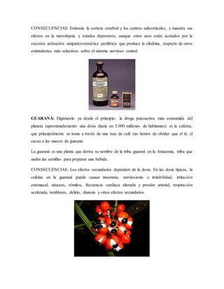 CONSECUENCIAS: Estimula la corteza cerebral y los centros subcorticales, y muestra sus
efectos en la narcolepsia y estados depresivos, aunque estos usos están acotados por la
excesiva activación simpaticomimética periférica que produce la efedrina, respecto de otros
estimulantes más selectivos sobre el sistema nervioso central.
GUARANÁ: Digámoslo ya desde el principio: la droga psicoactiva más consumida del
planeta (aproximadamente una dosis diaria en 5.000 millones de habitantes) es la cafeína,
que principalmente se toma a través de una taza de café (no hemos de olvidar que el té, el
cacao o las nueces de guaraná.
La guaraná es una planta que deriva su nombre de la tribu guaraní en la Amazonia, tribu que
usaba las semillas para preparar una bebida.
CONSECUENCIAS: Los efectos secundarios dependen de la dosis. En las dosis típicas, la
cafeína en la guaraná puede causar insomnio, nerviosismo e irritabilidad, irritación
estomacal, náuseas, vómitos, frecuencia cardiaca alterada y presión arterial, respiración
acelerada, temblores, delirio, diuresis y otros efectos secundarios.
 