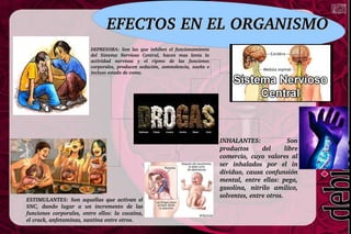 EFECTOS EN EL ORGANISMOEFECTOS EN EL ORGANISMO
DEPRESORA:  Son  las  que  inhiben  el  funcionamiento DEPRESORA:  Son  las  que  inhiben  el  funcionamiento 
del  Sistema  Nervioso  Central,  hacen  mas  lenta  la del  Sistema  Nervioso  Central,  hacen  mas  lenta  la 
actividad  nerviosa  y  el  ripmo  de  las  funciones actividad  nerviosa  y  el  ripmo  de  las  funciones 
corporales,  producen  sedación,  somnolencia,  sueño  e corporales,  producen  sedación,  somnolencia,  sueño  e 
incluso estado de coma.incluso estado de coma.
ESTIMULANTES:  Son  aquellas  que  activan  el ESTIMULANTES:  Son  aquellas  que  activan  el 
SNC,  dando  lugar  a  un  incremento  de  las SNC,  dando  lugar  a  un  incremento  de  las 
funciones  corporales,  entre  ellos:  la  cocaina, funciones  corporales,  entre  ellos:  la  cocaina, 
el crack, anfetaminas, xantina entre otros.el crack, anfetaminas, xantina entre otros.
INHALANTES:  Son INHALANTES:  Son 
productos  del  libre productos  del  libre 
comercio,  cuyo  valores  al comercio,  cuyo  valores  al 
ser  inhalados  por  el  in ser  inhalados  por  el  in 
dividuo, causa confunsión dividuo, causa confunsión 
mental,  entre  ellas:  pega, mental,  entre  ellas:  pega, 
gasolina,  nitrilo  amilico, gasolina,  nitrilo  amilico, 
solventes, entre otros.solventes, entre otros.
 
