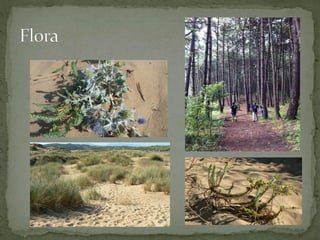 Las dunas de liencres