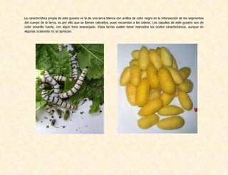 La característica propia de este gusano es la de una larva blanca con anillos de color negro en la intersección de los segmentos
del cuerpo de la larva, es por ello que se llaman cebrados, pues recuerdan a las cebras. Los capullos de este gusano son de
color amarillo fuerte, con algún tono anaranjado. Estas larvas suelen tener marcados los ocelos característicos, aunque en
algunas ocasiones no se aprecian.
 