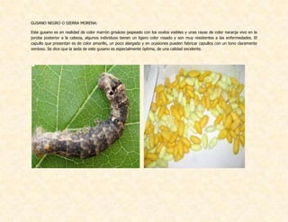 GUSANO NEGRO O SIERRA MORENA:
Este gusano es en realidad de color marrón grisáceo jaspeado con los ocelos visibles y unas rayas de color naranja vivo en la
joroba posterior a la cabeza, algunos individuos tienen un ligero color rosado y son muy resistentes a las enfermedades. El
capullo que presentan es de color amarillo, un poco alargado y en ocasiones pueden fabricar capullos con un tono claramente
verdoso. Se dice que la seda de este gusano es especialmente óptima, de una calidad excelente.
 