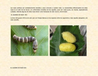 Las razas exóticas son verdaderamente extrañas y poco comunes a nuestra vista. La característica diferenciadora de estas
razas es el color de las larvas y la uniformidad cromática de los capullos, pues son razas puras, sin mezcla, especialmente
cuidadas. Además algunas de estas razas tienen unas mariposas de color oscuro, amorronado.
EL GUSANO DE RAZA A43:
La larva del gusano A43 es de color gris con franjas blancas en los espacios entre los segmentos y teje capullos alargados y de
color amarillo.
EL GUSANO DE RAZA G01:
 