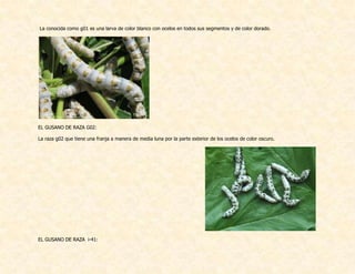 La conocida como g01 es una larva de color blanco con ocelos en todos sus segmentos y de color dorado.
EL GUSANO DE RAZA G02:
La raza g02 que tiene una franja a manera de media luna por la parte exterior de los ocelos de color oscuro.
EL GUSANO DE RAZA i-41:
 