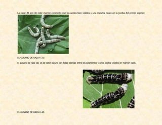 La raza i-41 son de color marrón ceniciento con los ocelos bien visibles y una mancha negra en la joroba del primer segmen
EL GUSANO DE RAZA k-31:
El gusano de raza k31 es de color oscuro con listas blancas entre los segmentos y unos ocelos visibles en marrón claro.
EL GUSANO DE RAZA K-40:
 