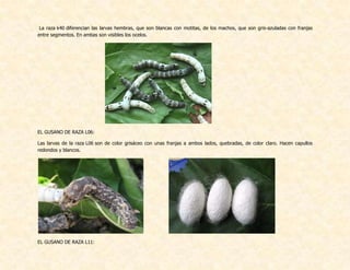 La raza k40 diferencian las larvas hembras, que son blancas con motitas, de los machos, que son gris-azuladas con franjas
entre segmentos. En ambas son visibles los ocelos.
EL GUSANO DE RAZA L06:
Las larvas de la raza L06 son de color grisáceo con unas franjas a ambos lados, quebradas, de color claro. Hacen capullos
redondos y blancos.
EL GUSANO DE RAZA L11:
 