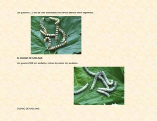 Los gusanos L11 son de color anaranjado con bandas blancas entre segmentos.
EL GUSANO DE RAZA N18:
Los gusanos N18 son azulados, incluso los ocelos son azulados.
GUSANO DE RAZA 006:
 
