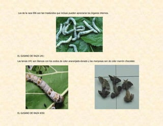 Los de la raza 006 son tan traslúcidos que incluso pueden apreciarse los órganos internos.
EL GUSANO DE RAZA U41:
Las larvas U41 son blancas con los ocelos de color anaranjado-dorado y las mariposas son de color marrón chocolate
EL GUSANO DE RAZA W30:
 