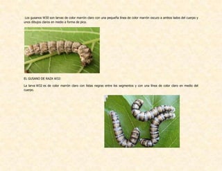 Los gusanos W30 son larvas de color marrón claro con una pequeña línea de color marrón oscuro a ambos lados del cuerpo y
unos dibujos claros en medio a forma de pica.
EL GUSANO DE RAZA W32:
La larva W32 es de color marrón claro con listas negras entre los segmentos y con una línea de color claro en medio del
cuerpo.
 