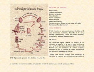 INFORMACION ZOOLOGICA
Reino: Animal.
Subreino: Eumetazoa.
División: Artrópodos.
Clase: Insectos.
Orden: Lepidóptero.
Familia: Bombyx.
Género: Bombyx morí.
Nombres comunes: Gusano de seda, oruga de la seda.
Nombre científico: Bombyx morí.
CICLO BIOLOGICO
El ciclo evolutivo del gusano de seda dura alrededor de 60
días, comprende nacimiento, desarrollo de la larva,
capullaje (metamorfosis), salida del capullo (mariposa)
acoplamiento, puesta de huevos y muerte.
NACIMIENTO:
Los huevecillos pueden alcanzar un tamaño de un
milímetro, su pequeñez es tal que un gramo contiene de
mil a 1,500 semillas fértiles. La cáscara del huevecillo está
formada por una membrana de materia quitinosa,
perforada en toda su superficie de canales microscópicos
que permiten la respiración del embrión.
Durante este periodo, conocido como incubación, el
huevecillo se mantiene a una temperatura promedio de
25ºC. El proceso de gestación dura alrededor de quince días.
La proximidad del nacimiento se indica con un cambio del color de la cáscara, que pasa de gris oscuro al claro.
 