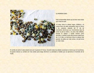 LA PRIMERA EDAD:
Está comprendida desde que la larva nace hasta
que muda de piel.
Al nacer tiene la cabeza negra, brillante y el
cuerpo lleno de pelos agrupados sobre el dorso
y los costados, después del 5º día de
nacimiento disminuye sus movimientos deja de
comer la piel se estira y se pone más brillante,
levanta la cabeza y queda inmóvil como
dormido y cambia la piel esta primera edad dura
de 4 a 6 días y al terminar tiene la cabeza más
grande, los pelos son más cortos y la piel toma
un color mate.
El cambio de piel en cada estado dura por lo general 24 horas. Durante todas las edades sucesivas lo mismo que en la primera,
el gusano devora su comida con mas avidez para luego disminuir su actividad a medida que se aproxima el momento de la
muda.
 