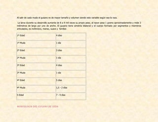 Al salir de cada muda el gusano es de mayor tamaño y volumen siendo esto variable según sea la raza.
La larva durante su desarrollo aumenta de 8 a 9 mil veces su propio peso, al nacer pesa 1 gramo aproximadamente y mide 3
milímetros de largo por uno de ancho. El gusano tiene simetría bilateral y el cuerpo formado por segmentos y miembros
articulados, es inofensivo, manso, suave y familiar.
1º Edad 4 días
1º Muda 1 día
2º Edad 3 días
2º Muda 1 día
3º Edad 4 días
3º Muda 1 día
4º Edad 5 días
4º Muda 1,5 - 2 días
5 Edad 7 - 9 días
MORFOLOGIA DEL GUSANO DE SEDA
 