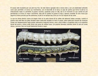 El cuerpo está recubierto por una piel muy fina de color blanco agrisado más o menos claro y con una elasticidad suficiente
como para permitirle a la larva sus movimientos, con el desarrollo de la larva, la capa de quitina que forma la piel se va
endureciendo hasta no permitirle al gusano moverse, quedando presa en ella, ése es el momento en que cambia de piel
permitiendo a la larva un mayor crecimiento. Esta piel se quiebra el gusano la deja y aparece revestido de otra nueva que
seguirá el mismo proceso que las anteriores, la piel no es siempre lisa como se ve en la mayoría de las razas.
La que los chinos llaman cuerno de dragón tiene en la parte dorsal dé los anillos del abdomen bolsas carnosas, cuándo el
gusano nace está lleno de pelos situados sobre tubérculos situados en todo el cuerpo, estos tubérculos durante las sucesivas
mudas van desapareciendo hasta quedar solamente el segundo tercero, once y doce anillos y el apéndice anal, en la superficie
dorsal del quinto y octavo anillo tienen dos pares de medias lunas. Los gusanos llamados cebrados tienen la piel con zonas
claras y oscuras y hay con la piel totalmente tirando a negro.
 