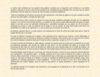 La cabeza está constituida por una pequeña masa globular recubierta por un tegumento duro formado por una materia
coriácea o quitinosa en la que se abre la boca provista de dos mandíbulas corneas dentadas como una sierra que se mueven
lateralmente como las hojas de una puerta ,de modo que deja una abertura longitudinal.
Sobre las mandíbulas se encuentran seis pares de ojos rudimentarios y dos pares de palpos en los que se localiza el sentido
del tacto muy desarrollado y extendido por toda la piel.
En los tres primeros anillos torácicos se insertan tres pares de patas verdaderas articuladas formadas por tres segmentos
coriáceos y una terminal. Este aparato locomotor se completa de cinco pares de patas falsas llamadas así porque el insecto
adulto no las tiene ya que son apéndices membranosos y contráctiles coronados por una especie de uña encorvada y
puntiaguda que forman a modo de expansión de los anillos en que se insertan, de estas falsas patas cuatro pares son
abdominales y se hallan en los segmentos 6, 7, 8,9 y el quinto par se encuentra en el anillo 12.
El penúltimo segmento lleva en su parte superior una protuberancia en forma de cuerno encorvado hacia atrás a modo de
espolón llamado cola o cuernecillo.
El cuerpo es cilíndrico compuesto por la cabeza y doce segmentos de los cuales tres son torácicos y nueve abdominales, el
aparato respiratorio como el de todos los insectos se compone de tráqueas o tubos aeríferos que se comunican con el exterior
por medio de estigmas o pequeñas aberturas en todos los anillos o segmentos, excepto en el 2º y 3º y ultimo.
Por todo el cuerpo está distribuido un tejido adiposo, ocupando los espacios entre las vísceras que se mantienen en su lugar
por ligamentos especiales, está formado por células de color blanco. Es más abundante este tejido en el periodo larval
formándose de este modo una reserva de alimentos por medio de los cual el gusano puede vivir en estado de crisálida y de
mariposa sin alimentarse. En estos dos últimos estados de vida el tejido adiposo disminuye hasta ser prácticamente consumido.
El aparato digestivo está formado por un tubo largo que comienza en la boca y termina en el ano ofreciendo diversos diámetros
que corresponden a las siguientes partes : el esófago ,partiendo de la boca ocupa la longitud de la cabeza y de los dos
primeros anillos comunicando el tercero con un ensanchamiento largo ,el estomago que ocupa desde este segmento hasta el
noveno, en este punto se enlaza con el intestino, en el que se consideran tres partes llamadas intestino delgado, siego y recto,
separados por profundas depresiones y anchas abolladuras . El recto forma la cloaca a la que van a parar también las
ramificaciones del intestino delgado. Hace las veces de jugo gástrico un liquido amarillento y viscoso segregado por el
estomago.
Las glándulas sedosas son los órganos más importantes y los encargados de la elaboración de la seda y la formación de los
hilos de este producto.
 
