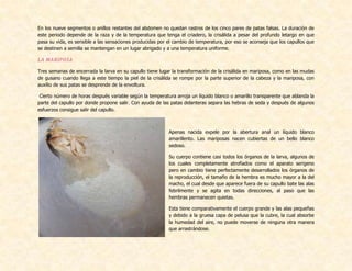 En los nueve segmentos o anillos restantes del abdomen no quedan rastros de los cinco pares de patas falsas. La duración de
este periodo depende de la raza y de la temperatura que tenga el criadero, la crisálida a pesar del profundo letargo en que
pasa su vida, es sensible a las sensaciones producidas por el cambio de temperatura, por eso se aconseja que los capullos que
se destinen a semilla se mantengan en un lugar abrigado y a una temperatura uniforme.
LA MARIPOSA
Tres semanas de encerrada la larva en su capullo tiene lugar la transformación de la crisálida en mariposa, como en las mudas
de gusano cuando llega a este tiempo la piel de la crisálida se rompe por la parte superior de la cabeza y la mariposa, con
auxilio de sus patas se desprende de la envoltura.
Cierto número de horas después variable según la temperatura arroja un líquido blanco o amarillo transparente que ablanda la
parte del capullo por donde propone salir. Con ayuda de las patas delanteras separa las hebras de seda y después de algunos
esfuerzos consigue salir del capullo.
Apenas nacida expele por la abertura anal un líquido blanco
amarillento. Las mariposas nacen cubiertas de un bello blanco
sedoso.
Su cuerpo contiene casi todos los órganos de la larva, algunos de
los cuales completamente atrofiados como el aparato serigeno
pero en cambio tiene perfectamente desarrollados los órganos de
la reproducción, el tamaño de la hembra es mucho mayor a la del
macho, el cual desde que aparece fuera de su capullo bate las alas
febrilmente y se agita en todas direcciones, al paso que las
hembras permanecen quietas.
Esta tiene comparativamente el cuerpo grande y las alas pequeñas
y debido a la gruesa capa de pelusa que la cubre, la cual absorbe
la humedad del aire, no puede moverse de ninguna otra manera
que arrastrándose.
 