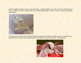 Al salir del capullo deja dentro de este, los dos tegumentos o camisas barnizadas que son dos restos de la transformación de
larva en crisálida y de esta en mariposa. Esta no se asemeja absolutamente en nada a la larva, y presenta las siguientes
características:
En la cabeza lleva en primer lugar dos antenas formadas por articulaciones revestidas de pelitos oscuros que contrastan con el
color blanquecino del insecto y son los órganos del tacto y del olfato, por lo que en el macho es más desarrollado.
 