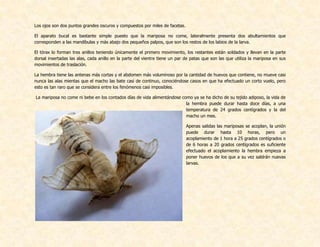 Los ojos son dos puntos grandes oscuros y compuestos por miles de facetas.
El aparato bucal es bastante simple puesto que la mariposa no come, lateralmente presenta dos abultamientos que
corresponden a las mandíbulas y más abajo dos pequeños palpos, que son los restos de los labios de la larva.
El tórax lo forman tres anillos teniendo únicamente el primero movimiento, los restantes están soldados y llevan en la parte
dorsal insertadas las alas, cada anillo en la parte del vientre tiene un par de patas que son las que utiliza la mariposa en sus
movimientos de traslación.
La hembra tiene las antenas más cortas y el abdomen más voluminoso por la cantidad de huevos que contiene, no mueve casi
nunca las alas mientas que el macho las bate casi de continuo, conociéndose casos en que ha efectuado un corto vuelo, pero
esto es tan raro que se considera entre los fenómenos casi imposibles.
La mariposa no come ni bebe en los contados días de vida alimentándose como ya se ha dicho de su tejido adiposo, la vida de
la hembra puede durar hasta doce días, a una
temperatura de 24 grados centígrados y la del
macho un mes.
Apenas salidas las mariposas se acoplan, la unión
puede durar hasta 10 horas, pero un
acoplamiento de 1 hora a 25 grados centígrados o
de 6 horas a 20 grados centígrados es suficiente
efectuado el acoplamiento la hembra empieza a
poner huevos de los que a su vez saldrán nuevas
larvas.
 